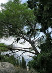 Файл=DSCN2905.jpg
Объём=133KB
Размеры=424x600
Дата=Окт 27, 2006 DSCN2905.jpg